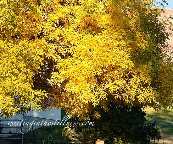 blazingbush-3