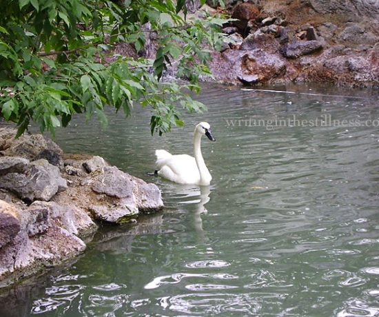 pond-3