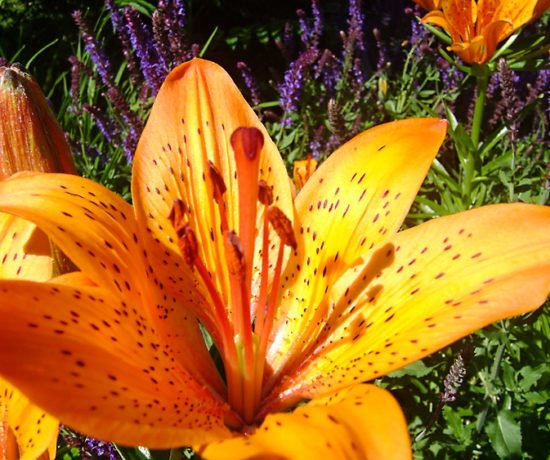 flower-3