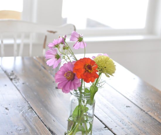 Cosmos Flowers