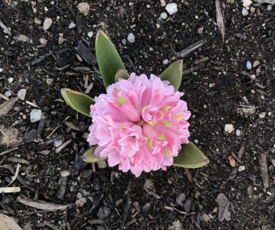 pink hyacinth