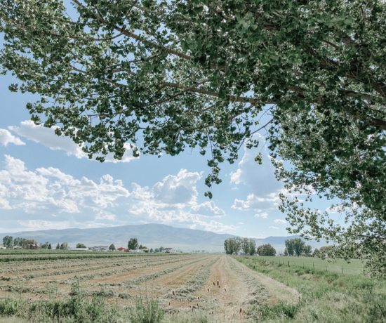 Fields and Cloud